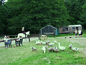 ranch pur..