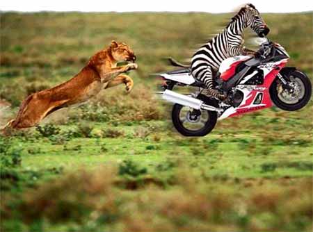 animal_race.jpg - Powered by witze.net!