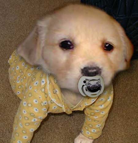 baby_dog.jpg - Powered by witze.net!