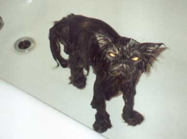 bad_tempered_dog.jpg - Powered by witze.net!