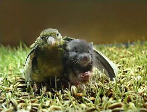 bird_and_mouse.jpg - Powered by witze.net!