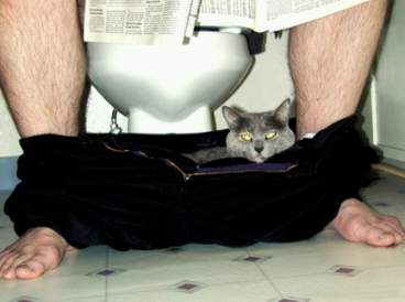 cat5.jpg - Powered by witze.net!