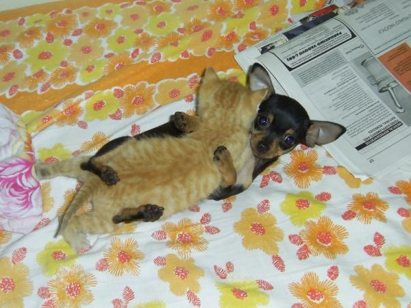 cat_dog_lovers.jpg - Powered by witze.net!