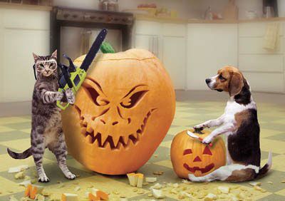 cat_dog_pumpkin.jpg - Powered by witze.net!
