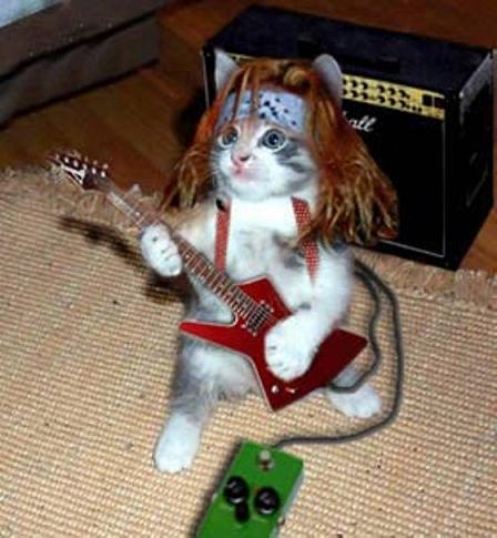 cat_guitarist.jpg - Powered by witze.net!