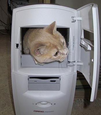 cat_in_computer.jpg - Powered by witze.net!