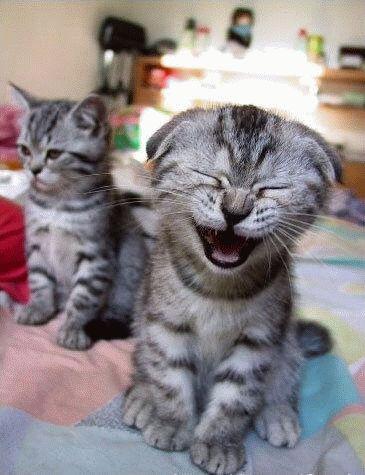 cat_laughing.jpg - Powered by witze.net!