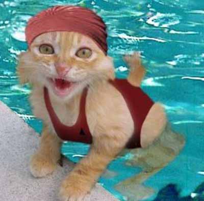 cat_swimming.jpg - Powered by witze.net!