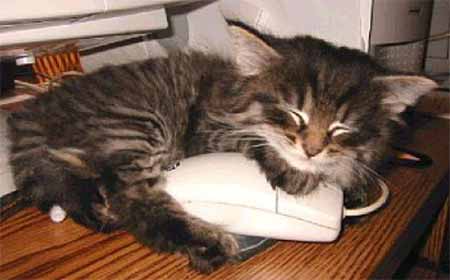 cat_with_mouse.jpg - Powered by witze.net!