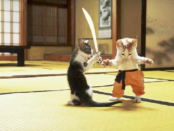 cats_fighting.jpg - Powered by witze.net!