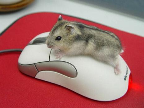 computer_mouse.jpg - Powered by witze.net!