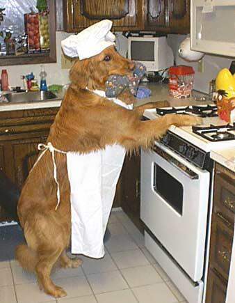 cooking_dog.jpg - Powered by witze.net!