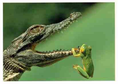 crocodile_frog.jpg - Powered by witze.net!