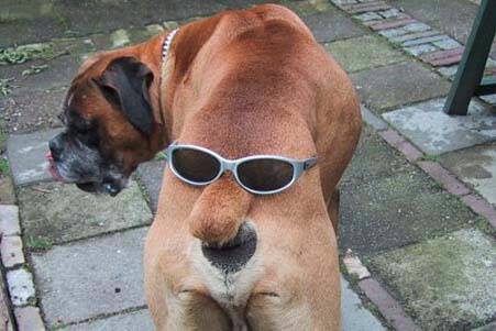 doggy_style.jpg - Powered by witze.net!