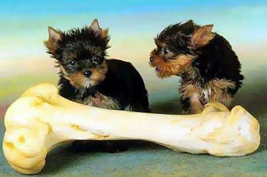 dogs_with_bone.jpg - Powered by witze.net!