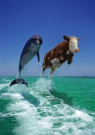dolphin_cow.jpg - Powered by witze.net!
