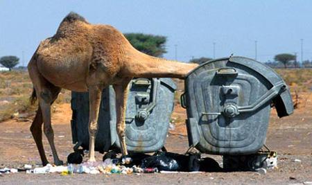 dromedary.jpg - Powered by witze.net!