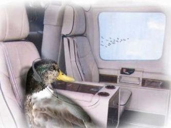 duck.jpg - Powered by witze.net!