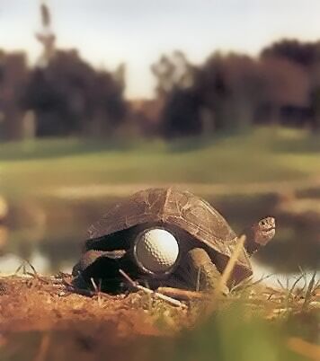 golf_turtle.jpg - Powered by witze.net!