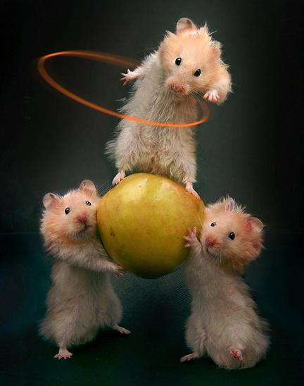 hamster_circus.jpg - Powered by witze.net!