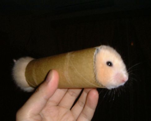 hamster_roll.jpg - Powered by witze.net!