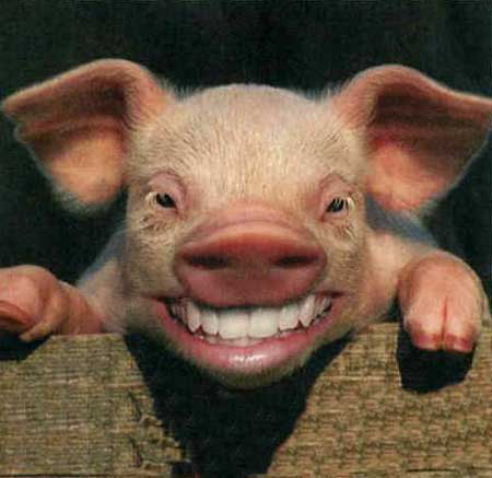 happy_pig.jpg - Powered by witze.net!
