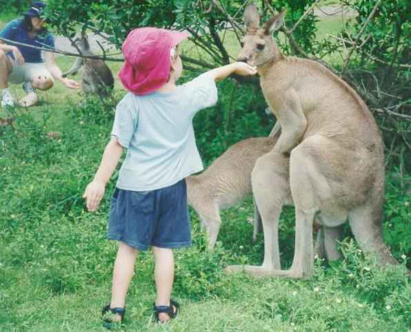 kangaroos.jpg - Powered by witze.net!