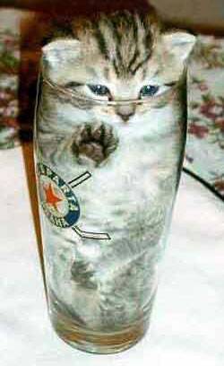 kitty_beer.jpg - Powered by witze.net!