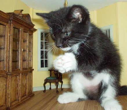 kitty_in_dolls_house.jpg - Powered by witze.net!