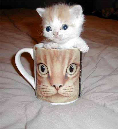 little_cat.jpg - Powered by witze.net!