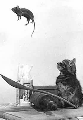 mouse_jump.jpg - Powered by witze.net!