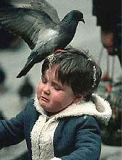 pigeon_shits_on_child.jpg - Powered by witze.net!