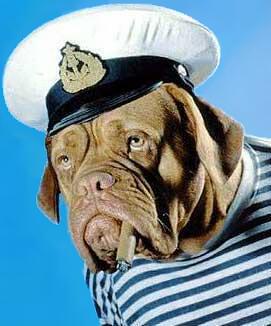 sailor_dog.jpg - Powered by witze.net!