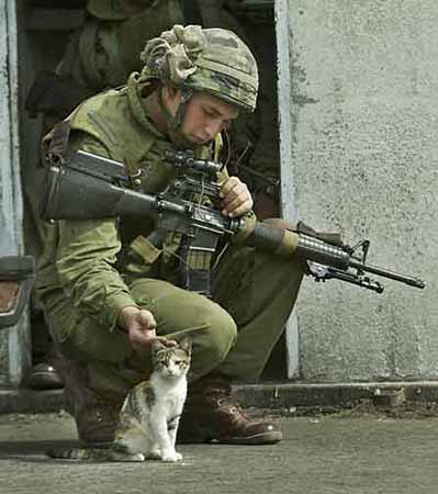 soldier_cat.jpg - Powered by witze.net!