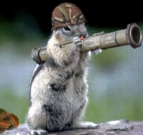 soldier_squirrel.jpg - Powered by witze.net!