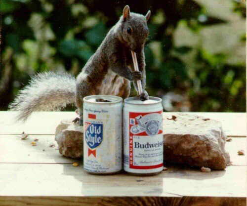squirrel_with_beer.jpg - Powered by witze.net!