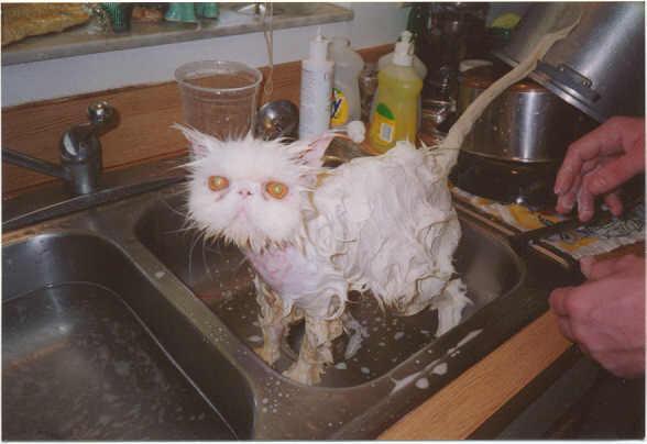 washed_cat.jpg - Powered by witze.net!